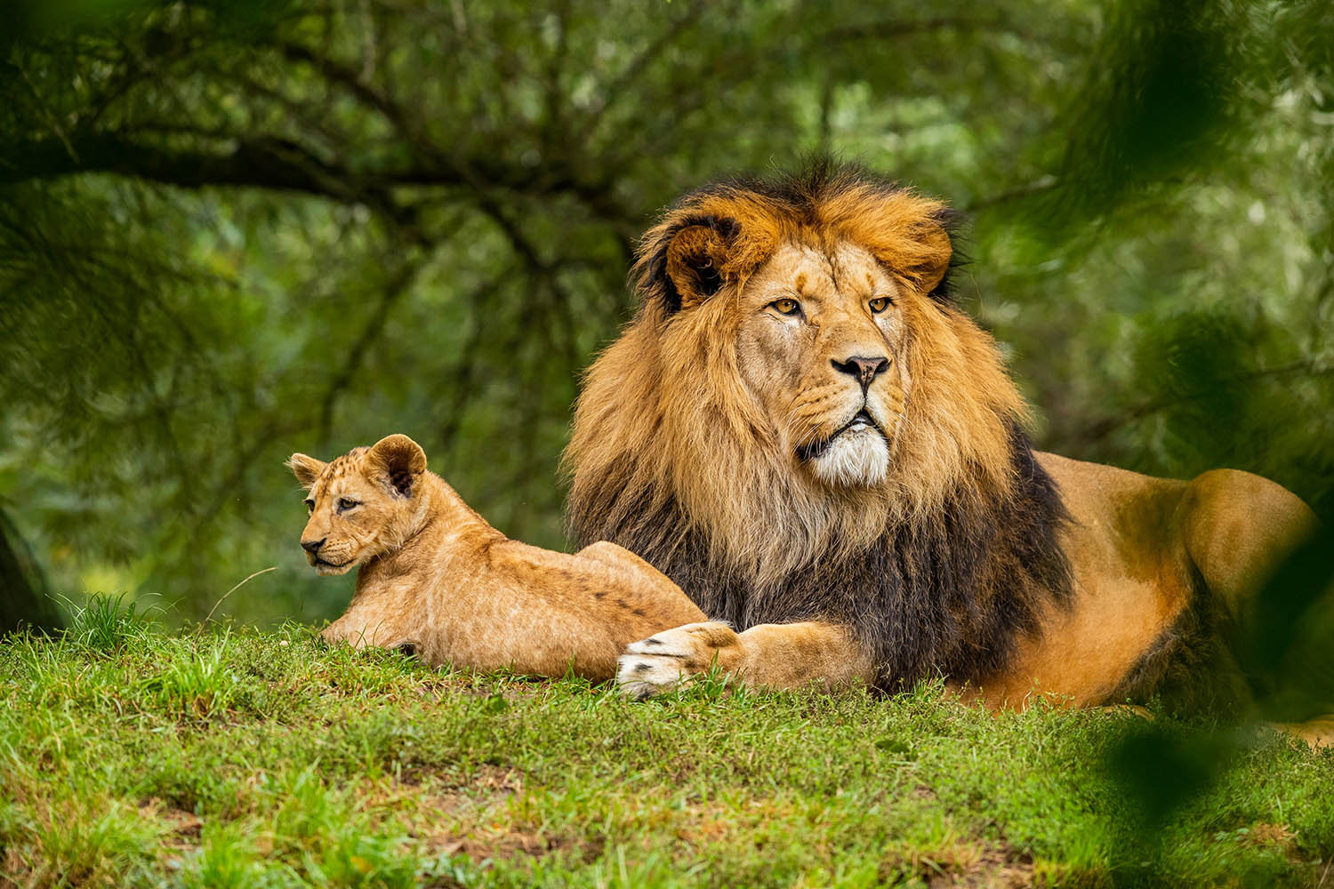 Lions laying in the grass