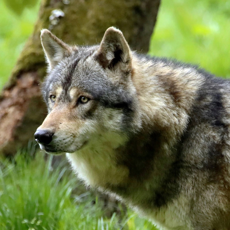 wolf in the forest