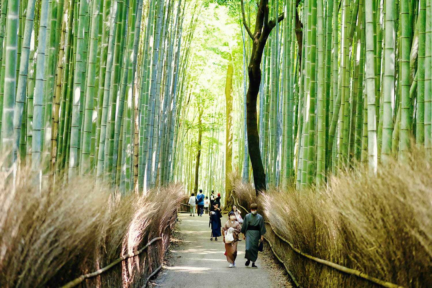 People walking in a bamboo forest