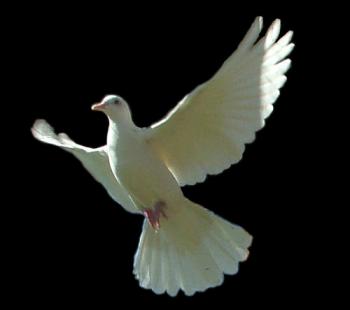 Image of Dove